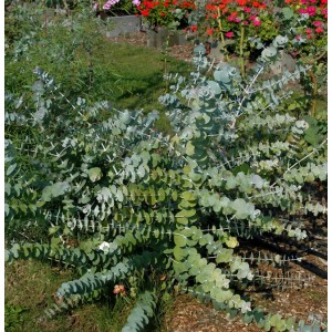 Silberblättriger Eukalyptus Baby Blue Strauch mit runden, silbrig-blauen Blättern.