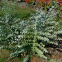 Silberblättriger Eukalyptus Baby Blue Strauch mit runden, silbrig-blauen Blättern.