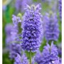 Nahaufnahme der blauen Blütenähre einer Kaschmir Katzenminze (Nepeta nervosa) im Garten.