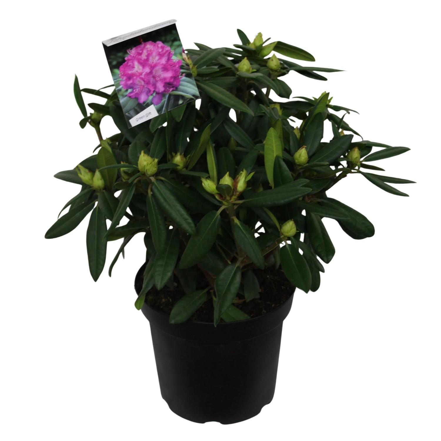 Rhododendron Im Topf Pflege