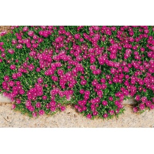 Karminroter Bodendecker: Delosperma Cooperi mit üppigen Blüten auf einem Beet.