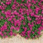 Karminroter Bodendecker: Delosperma Cooperi mit üppigen Blüten auf einem Beet.