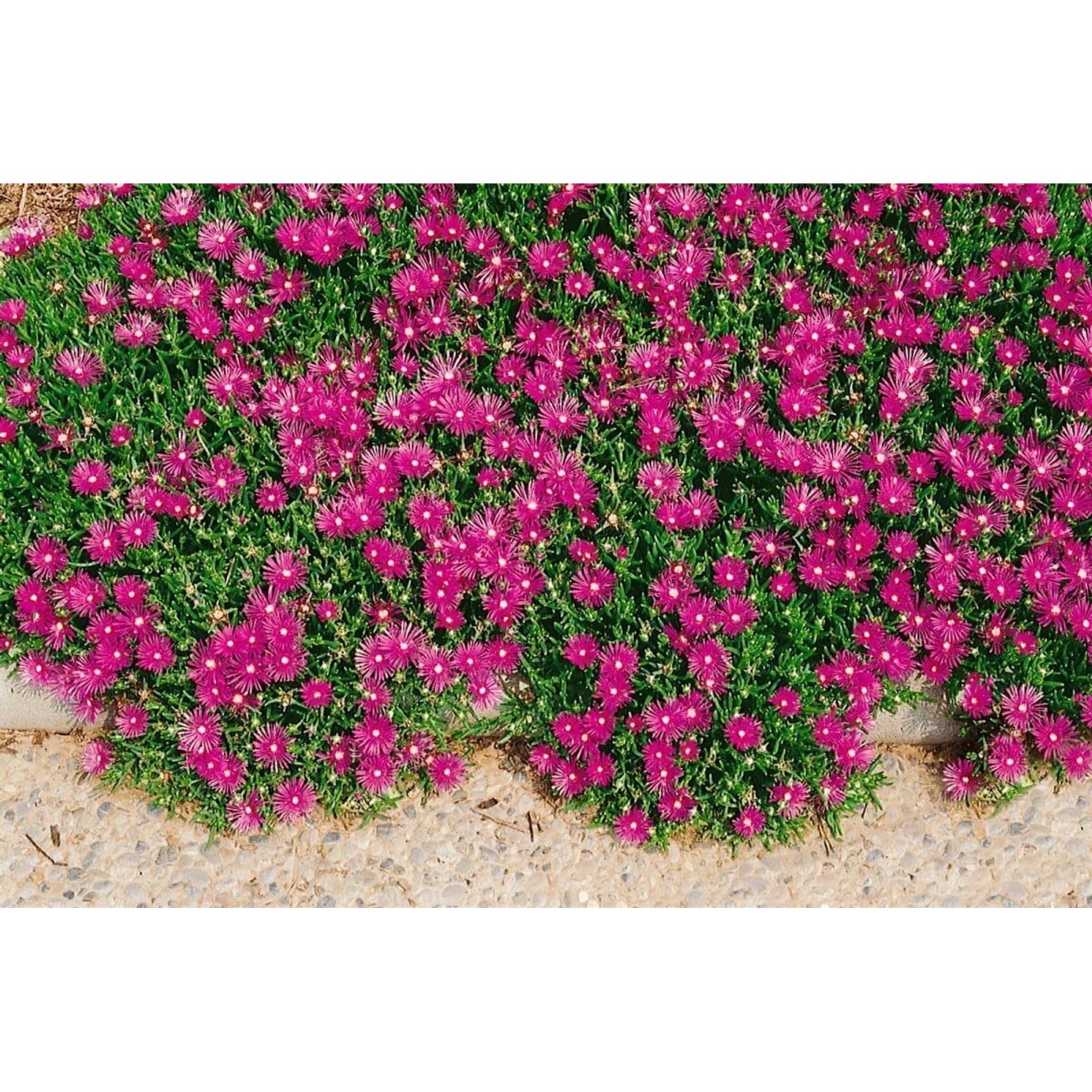 Delosperma Cooperi Karminrot Ca. 9x9 cm Topf günstig online kaufen