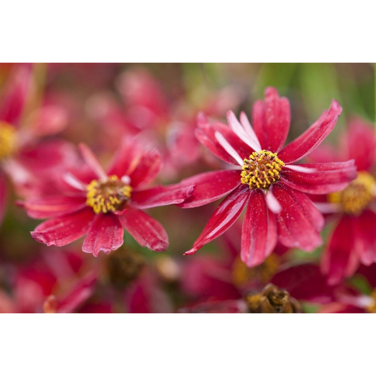 Coreopsis Rosea Limerock Ruby Mädchenauge Ca. 11x11 cm Topf günstig online kaufen