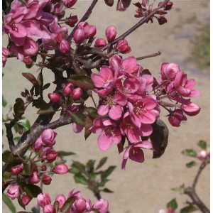 Blühender Säulenapfel Maypole mit dunkelroten Blüten, Nahaufnahme.