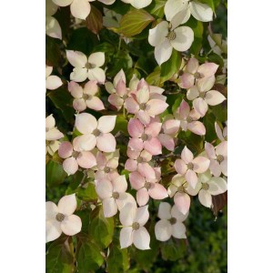 Nahaufnahme des rosa blühenden Japanischen Blumen-Hartriegels (Cornus Kousa Dwarf Pink).