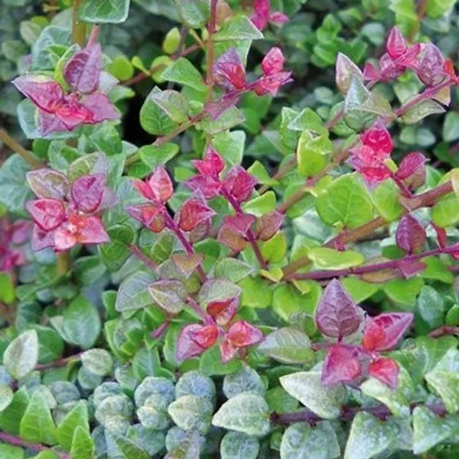 Heckenkirsche 'Red Tips' Lonicera nitida 20 bis 25 cm im Container Immergrün
