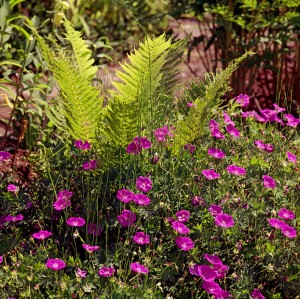 Foto von blühendem, rotem Garten-Storchschnabel (Geranium) mit Farn im Beet.