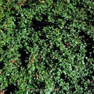 10 Zwergmispel Eichholz Pflanzen, immergrüner Strauch mit kleinen roten Beeren.