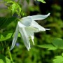 Weiße, glockenförmige Clematis alpina Albina Plena Blüte, umgeben von grünen Blättern. Kletterpflanze.