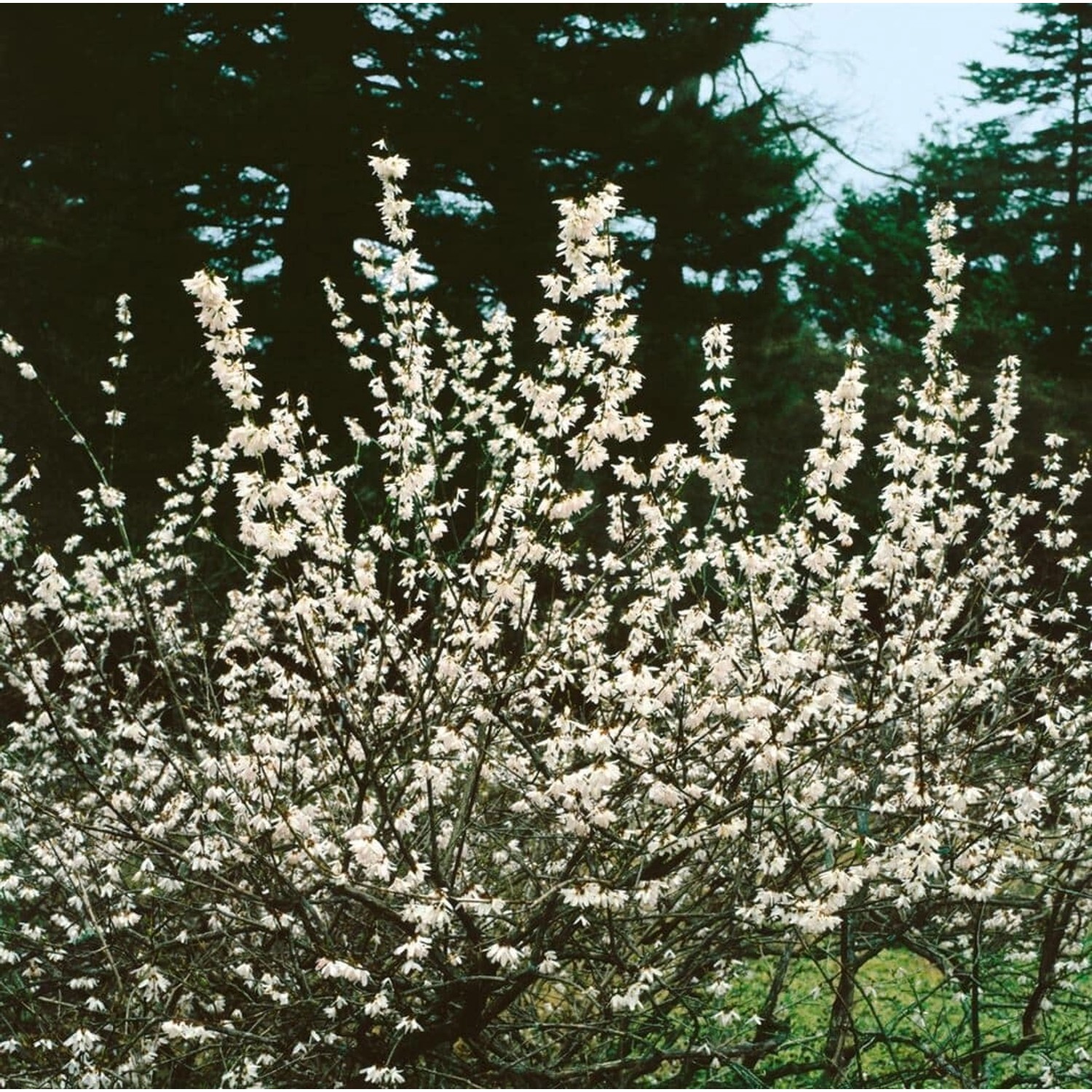 Abeliophyllum Distichum Schneeforsythie Roseum 80-100 cm günstig online kaufen