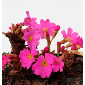 Leuchtend pinke Rosen Primel (Primula rosea) mit gelber Blütenmitte, Nahaufnahme.