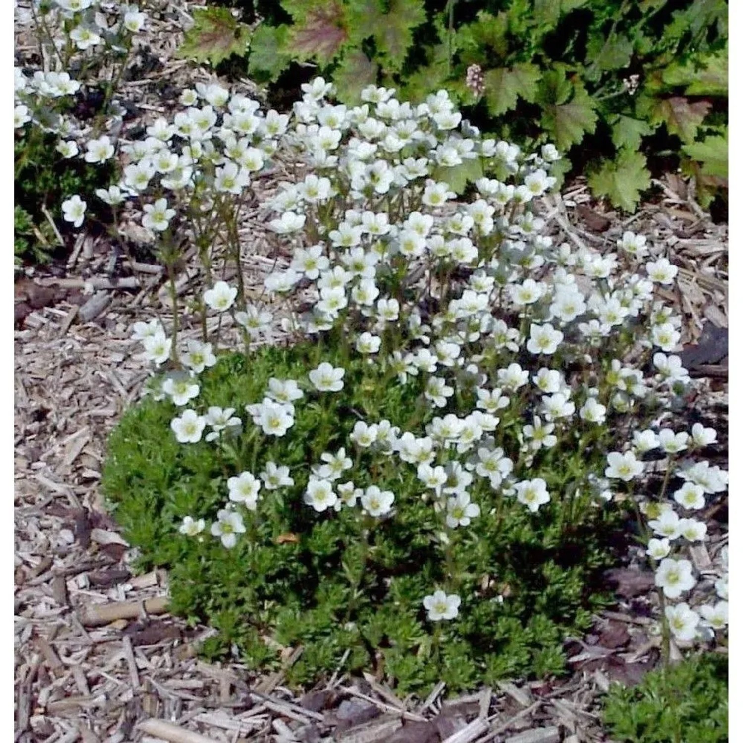 Moossteinbrech Schneeteppich - Saxifraga Arendsii