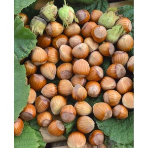 Reife Haselnüsse der Sorte Nottinghams Früheste auf grünen Blättern. Erntefrische Haselnuss.