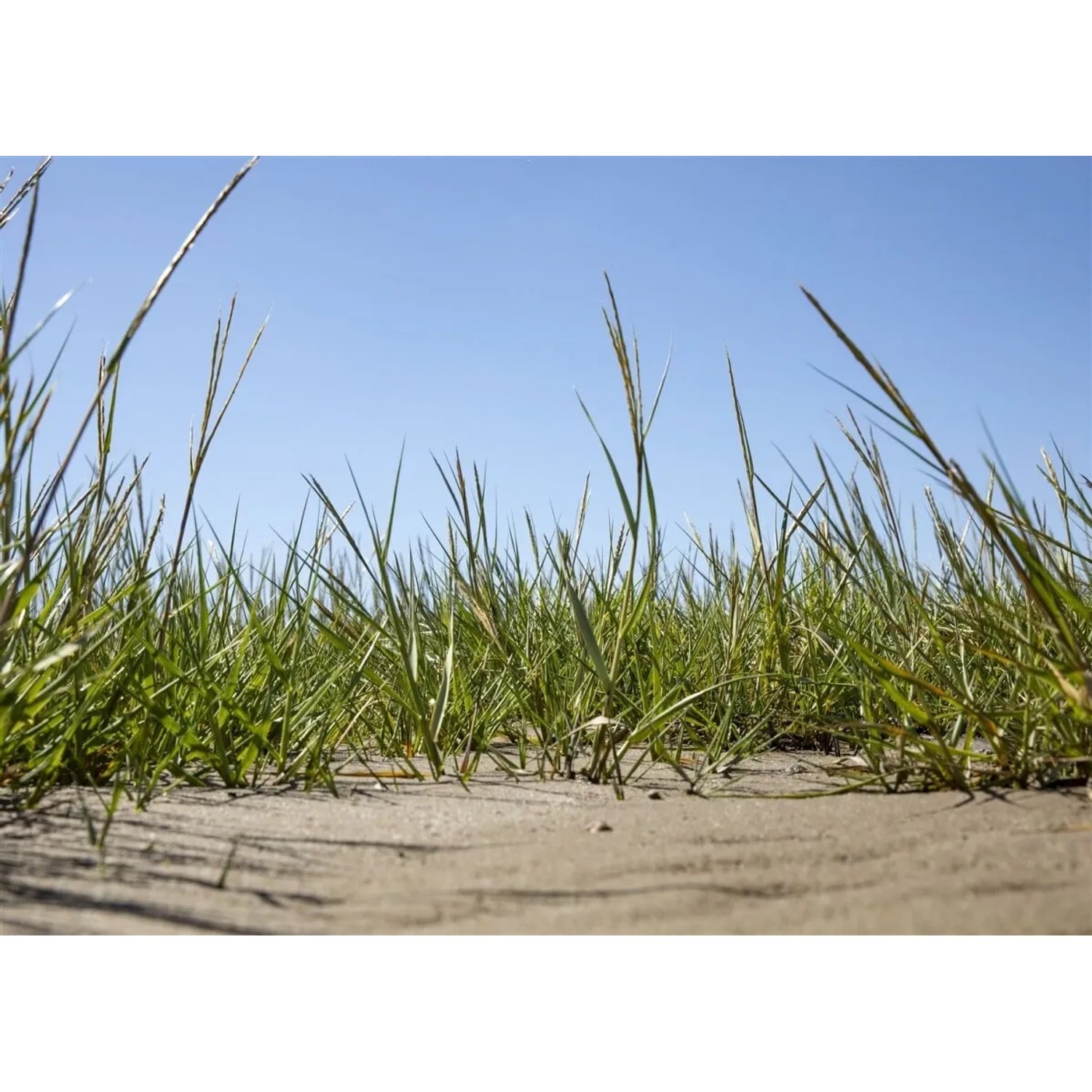 Ammophila Arenaria Strandhafer im Topf, grünes Gras vor blauem Himmel.