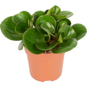 Zwergpfeffer (Peperomia) im Topf, eine immergrüne Sukkulente mit runden, glänzenden Blättern.