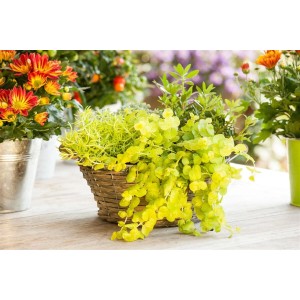 Goldgelbes Pfennigkraut 'Goldilocks' im Topf, ein attraktiver Bodendecker für Garten und Kübel.