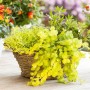 Goldgelbes Pfennigkraut 'Goldilocks' im Topf, ein attraktiver Bodendecker für Garten und Kübel.