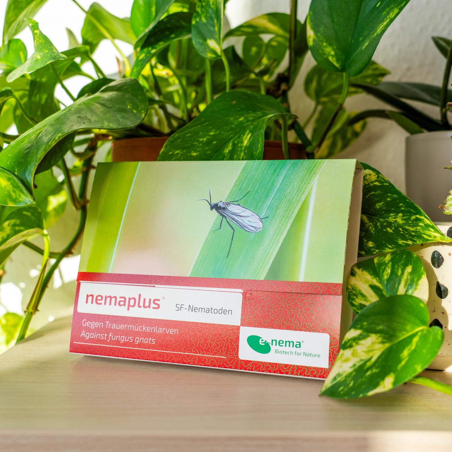Packung e-nema nemaplus SF-Nematoden gegen Trauermücken, umgeben von Grünpflanzen.