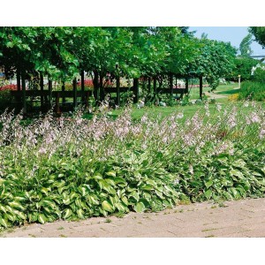 Funkie 'Aureomarginata' im Gartenbeet mit lila Blüten und grün-gelben Blättern.