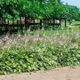Funkie 'Aureomarginata' im Gartenbeet mit lila Blüten und grün-gelben Blättern.