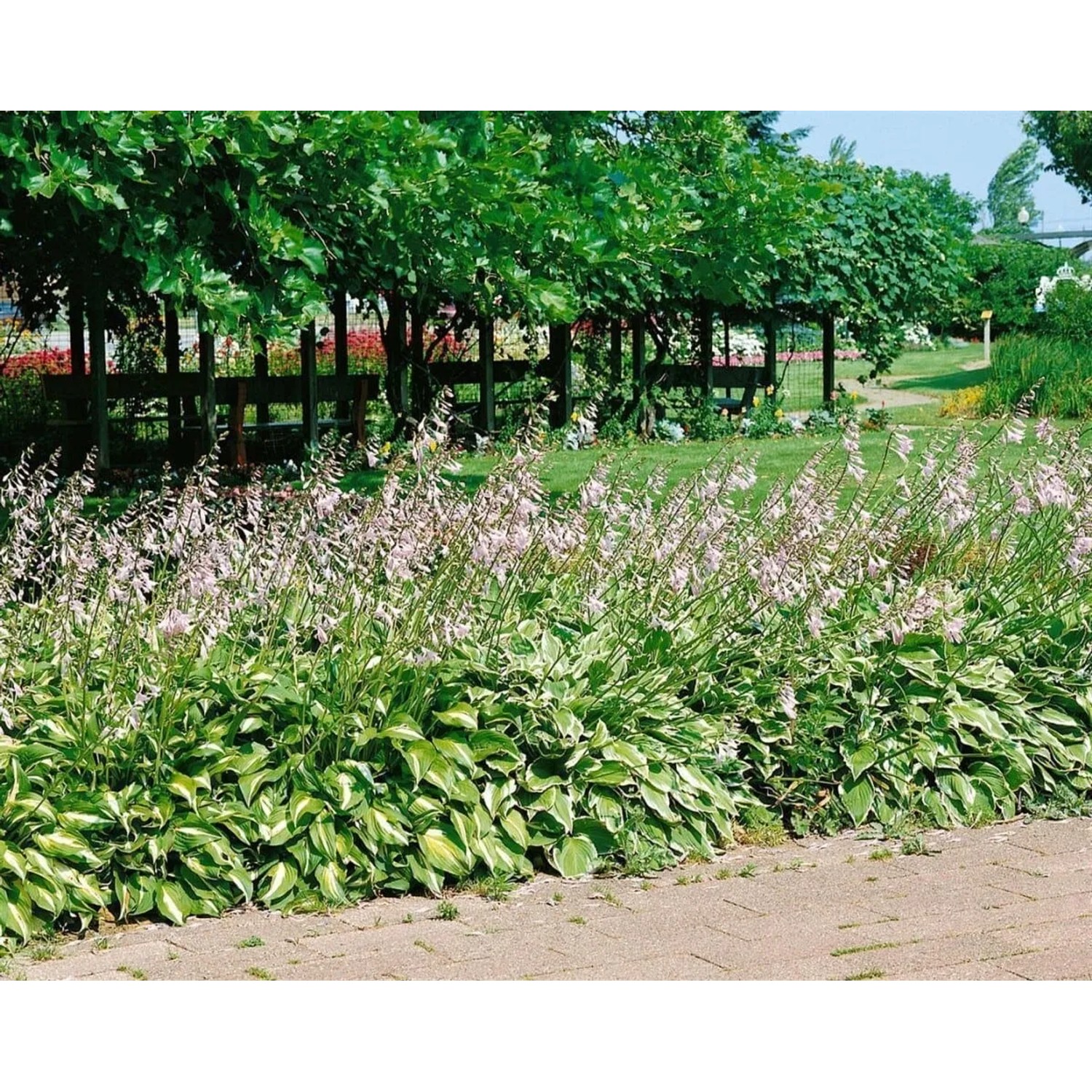 Funkie 'Aureomarginata' im Gartenbeet mit lila Blüten und grün-gelben Blättern.