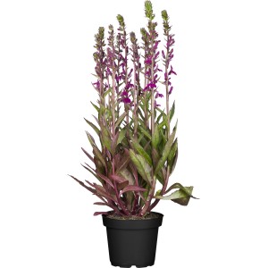 Ziersalbei im Topf, ca. 30cm hoch, mit violetten Blüten. GROW by OBI Steppensalbei.