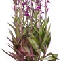 Ziersalbei im Topf, ca. 30cm hoch, mit violetten Blüten. GROW by OBI Steppensalbei.