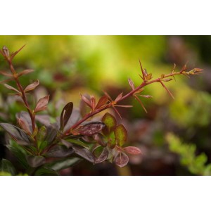 Detailaufnahme der Berberis media 'Red Jewel' Heckenpflanze mit roten Blättern und Dornen.