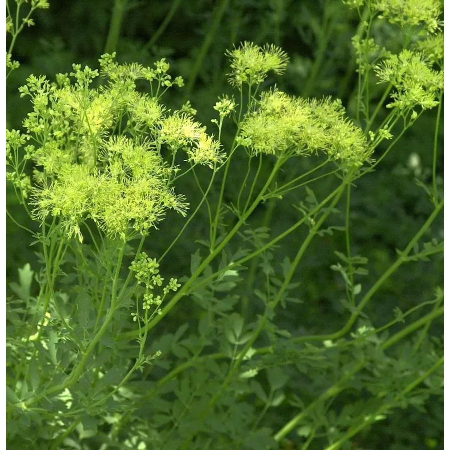 Gelbe Wiesenraute - Thalictrum flavum