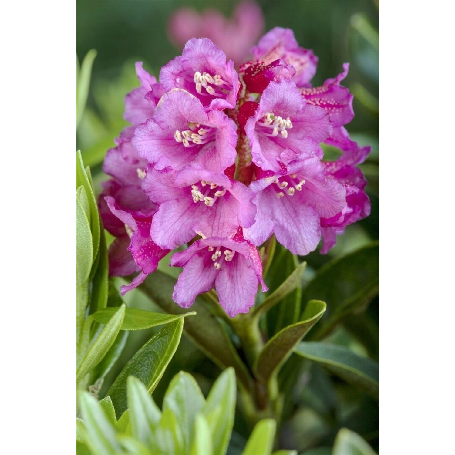 Rhododendron Ferrugineum Rostblättriger Rhododendron Rosa 12–15 cm günstig online kaufen