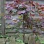 Hochstamm Kanadischer Judasbaum Ruby Falls mit roten Blättern im Garten.