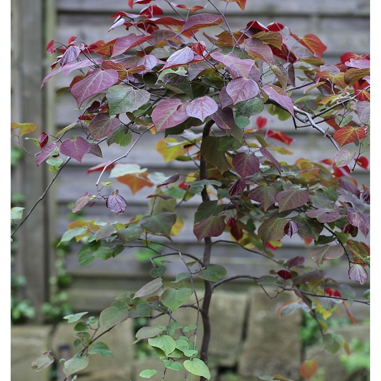 Hochstamm Kanadischer Judasbaum Ruby Falls 100-125cm  - Cercis canadensis günstig online kaufen