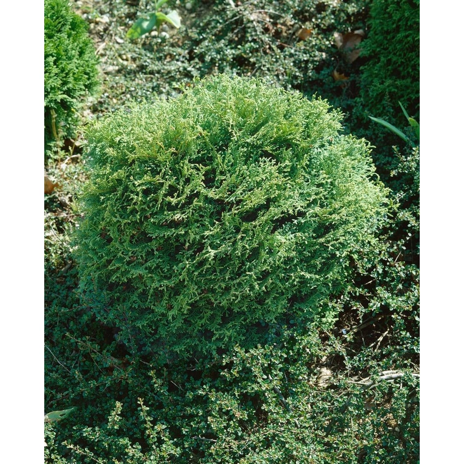 Thuja occidentalis 'Miss Frosty' 30-40 cm günstig online kaufen