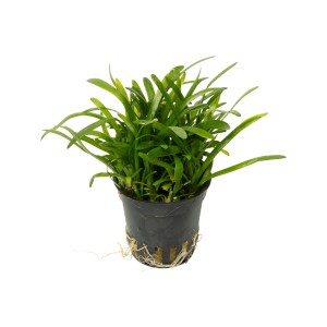 Stoffels Aquariumpflanze Sagittaria subulata im Topf, grüne Wasserpflanze für das Aquarium.