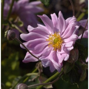 Herbstanemone Monte Rose - Anemone japonica