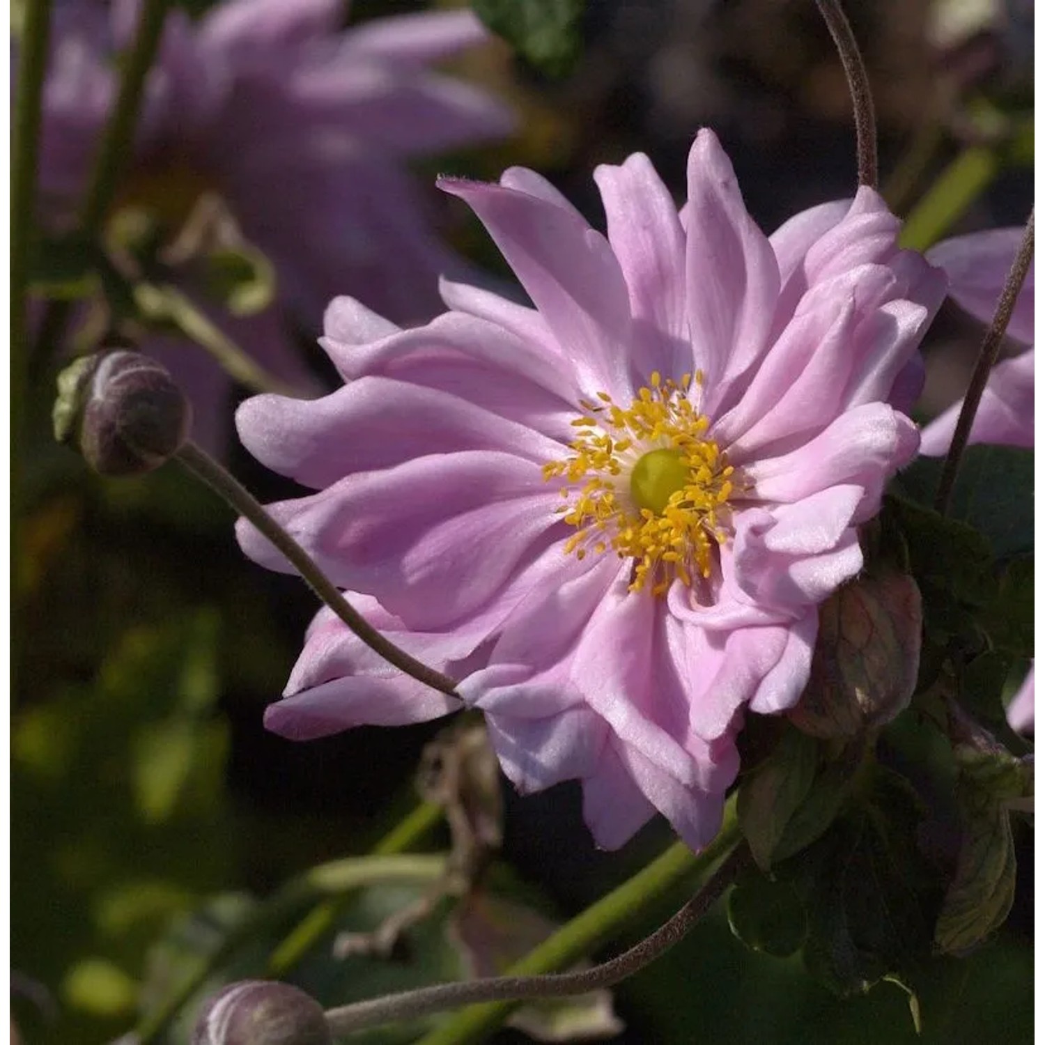 Herbstanemone Monte Rose - Anemone japonica