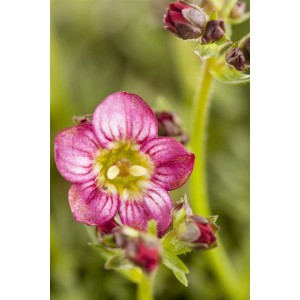 Nahaufnahme einer rosa Blüte des Zwerg-Moos Steinbrech (Saxifraga) im 9x9 cm Topf.