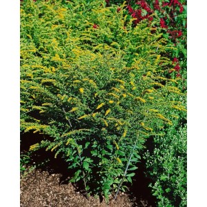 Raue Goldrute 'Fireworks' im 9x9 cm Topf: Gelbe Blüten der Solidago Rugosa für sonnige Standorte.