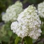 Rispenhortensie Hydrangea Paniculata mit weißen Blüten, 60-80 cm hoch.