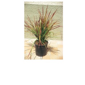 Japanisches Blutgras 'Red Baron' im Topf: Dekorative Strukturpflanze mit rot-grünen Blättern.