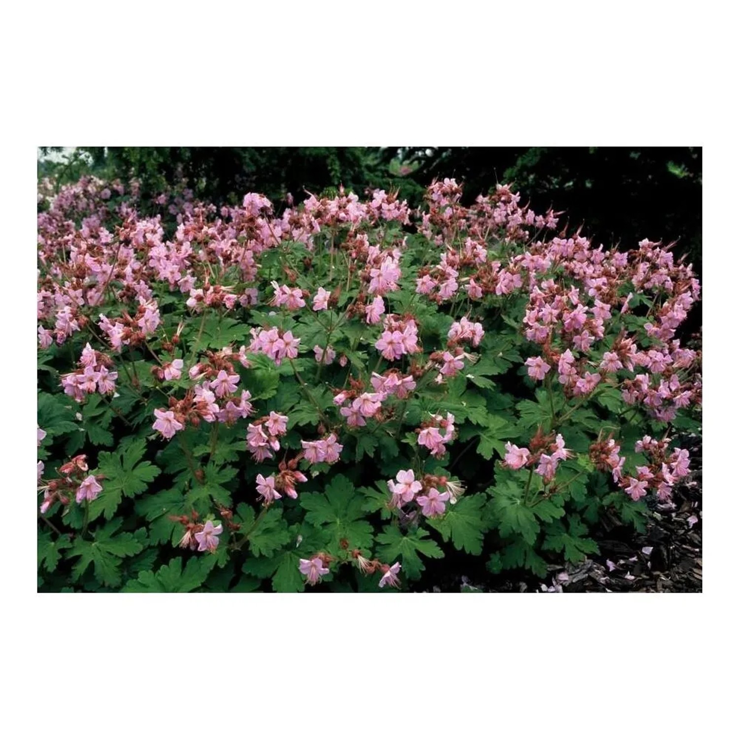 Balkan-Storchschnabel 'Ingwersen's Variety' als Bodendecker mit zartrosa Blüten und grünen Blättern.