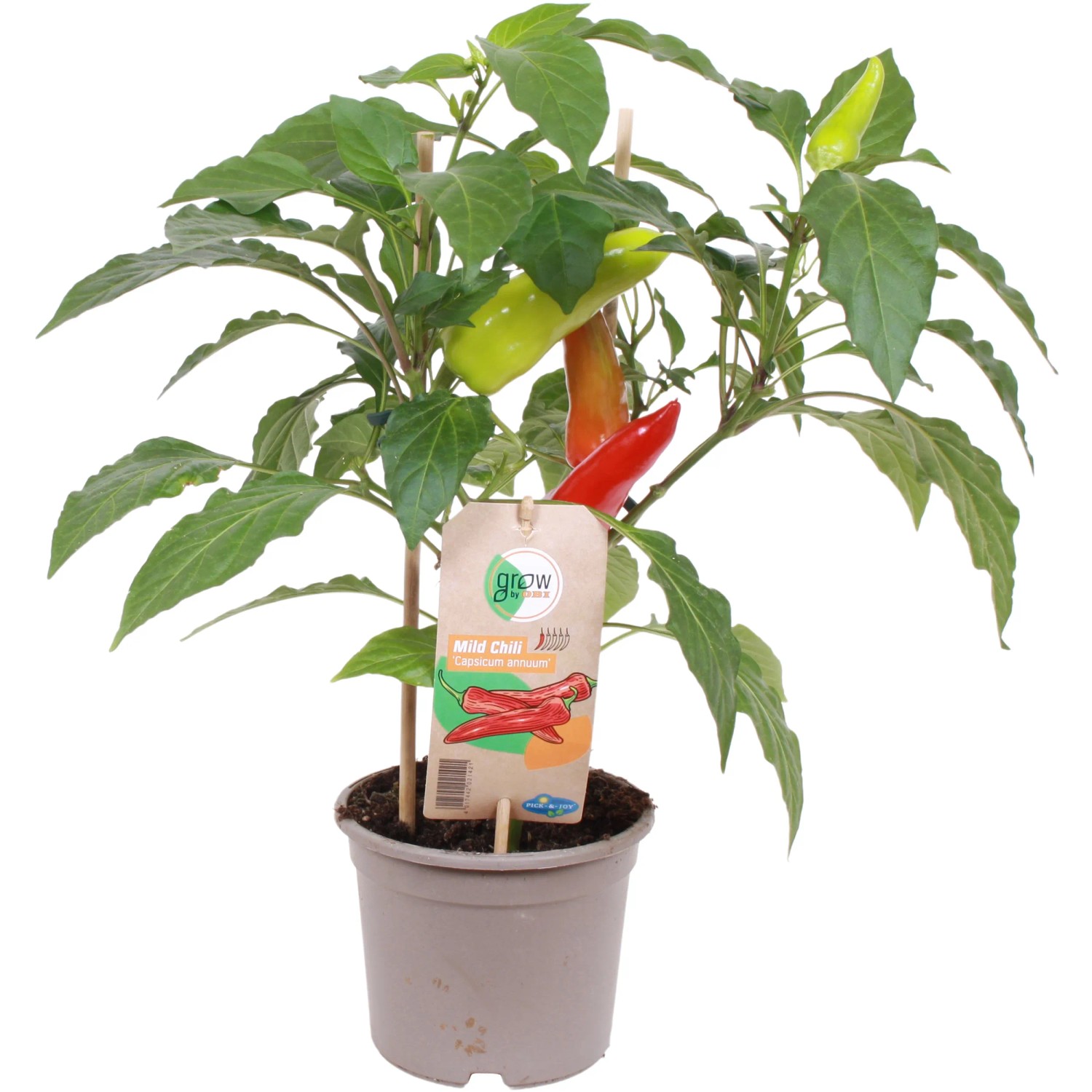 aloe immaculata Shop 'Aloe maculata – Soap Aloe' Care and Growing Guide Planet Desert main image 0