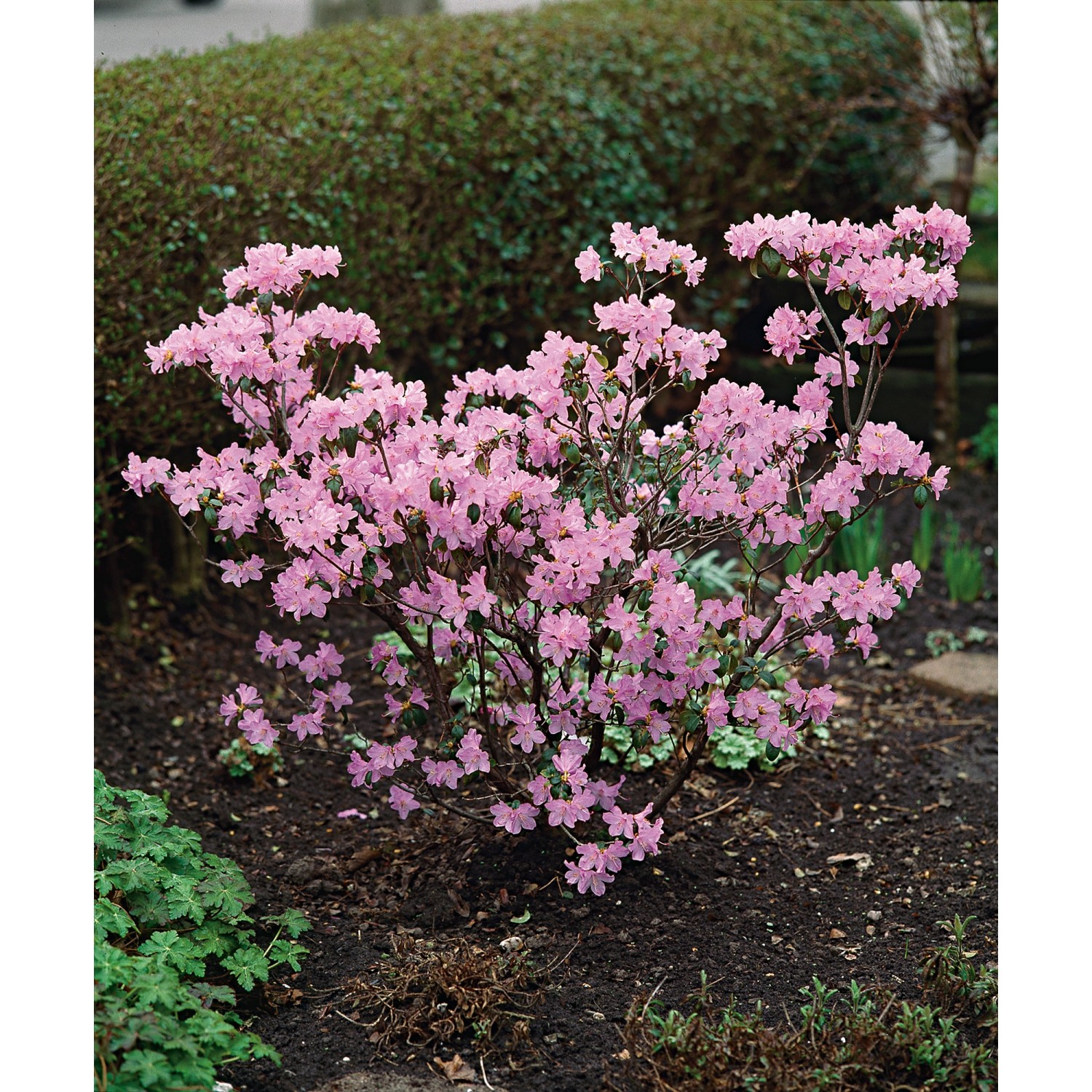 Vorfrühlings-Rhododendron Praecox Lila Höhe ca. 30 - 40 cm Topf ca. 4 l