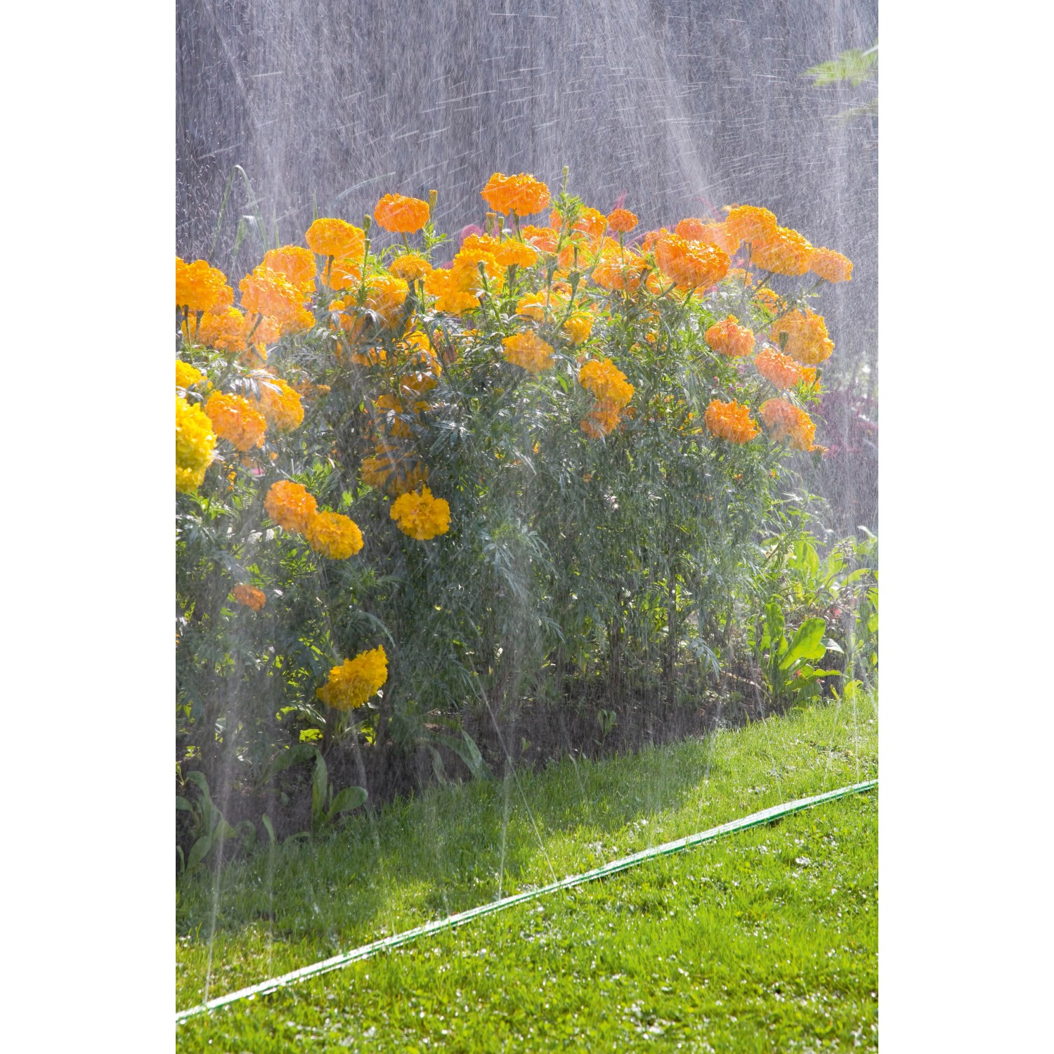 Gardena Schlauch-Regner bewässert Blumenbeet mit gelben Blumen. Gartenschlauch ist grün.
