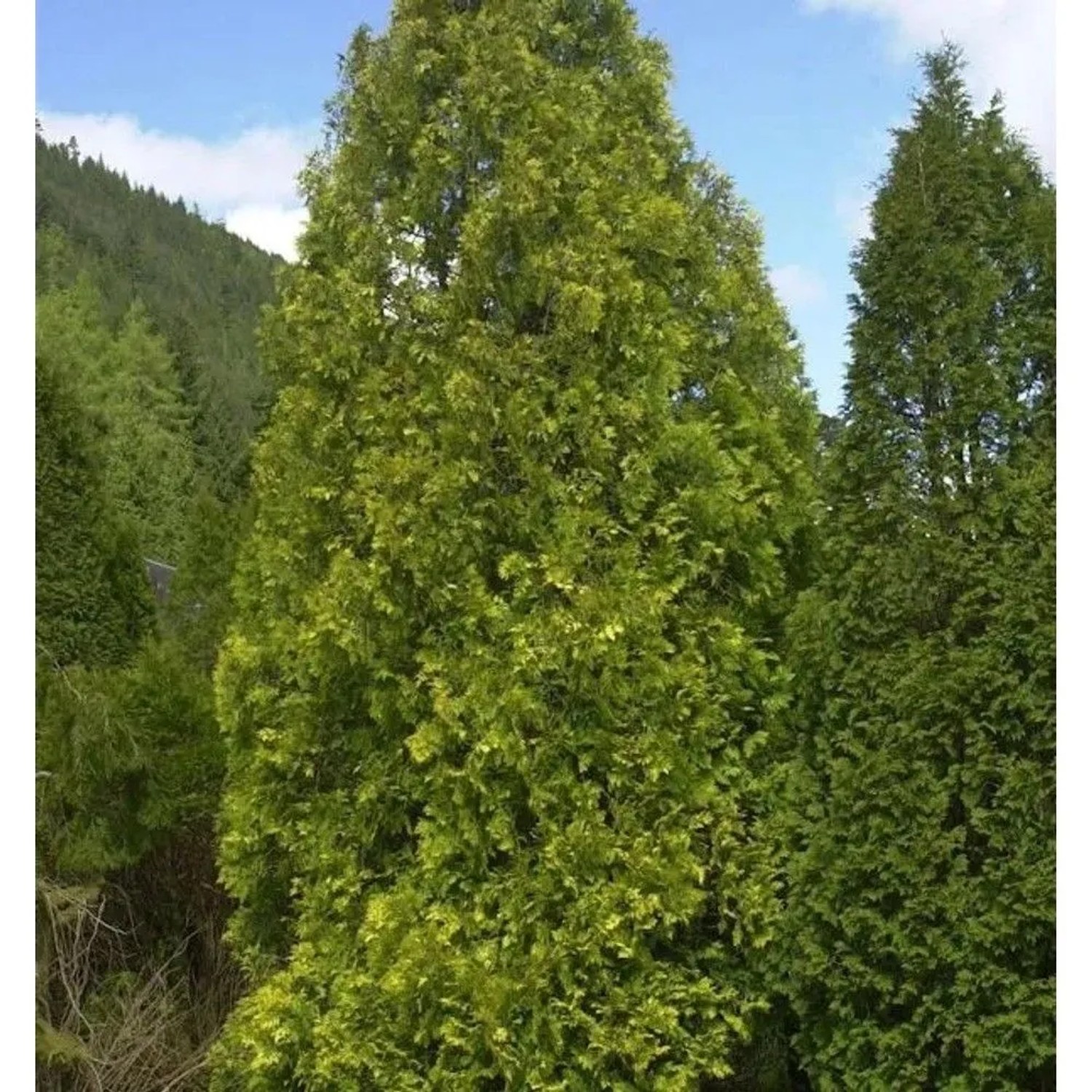 Gelber Riesenlebensbaum 100-125cm - Thuja plicata