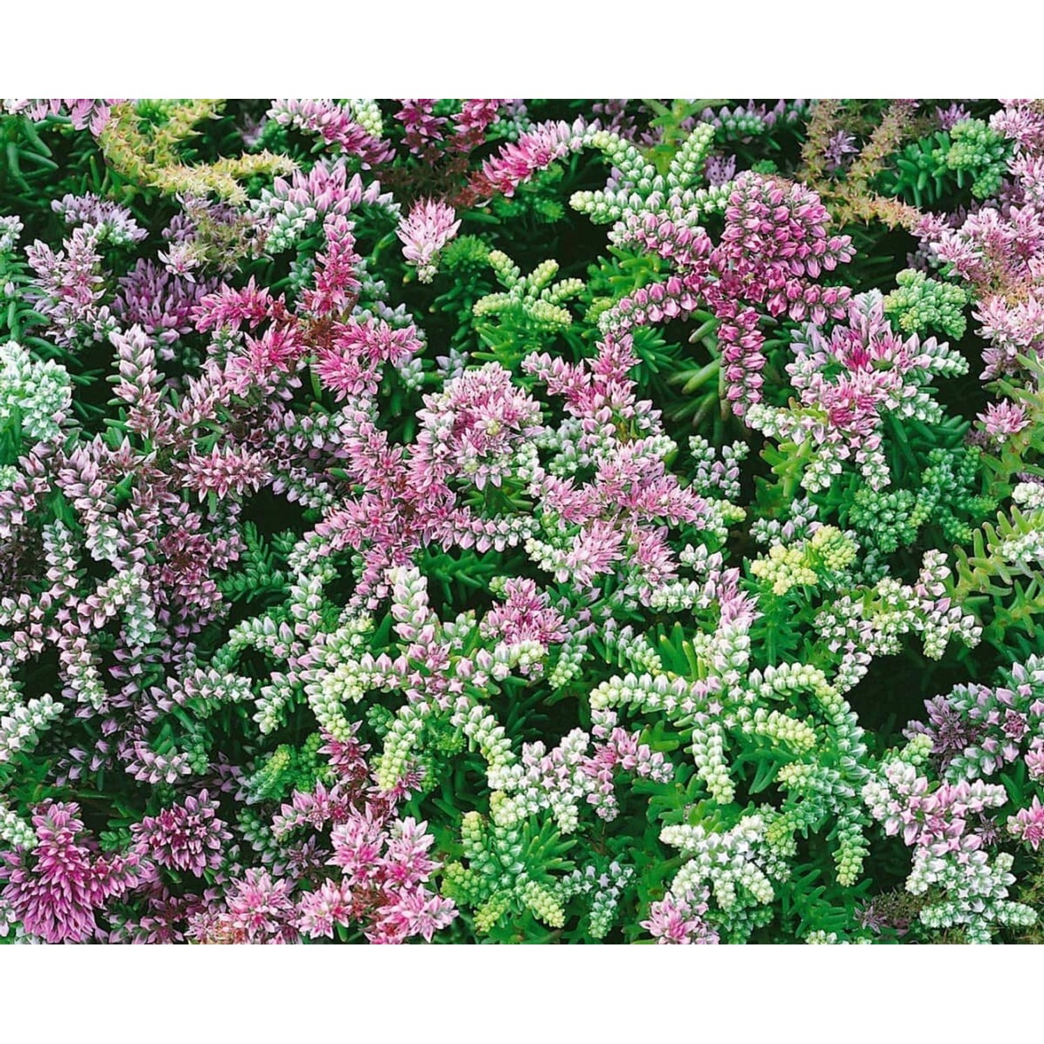 Sedum Pulchellum Sea Star Ca. 9x9 cm Topf günstig online kaufen
