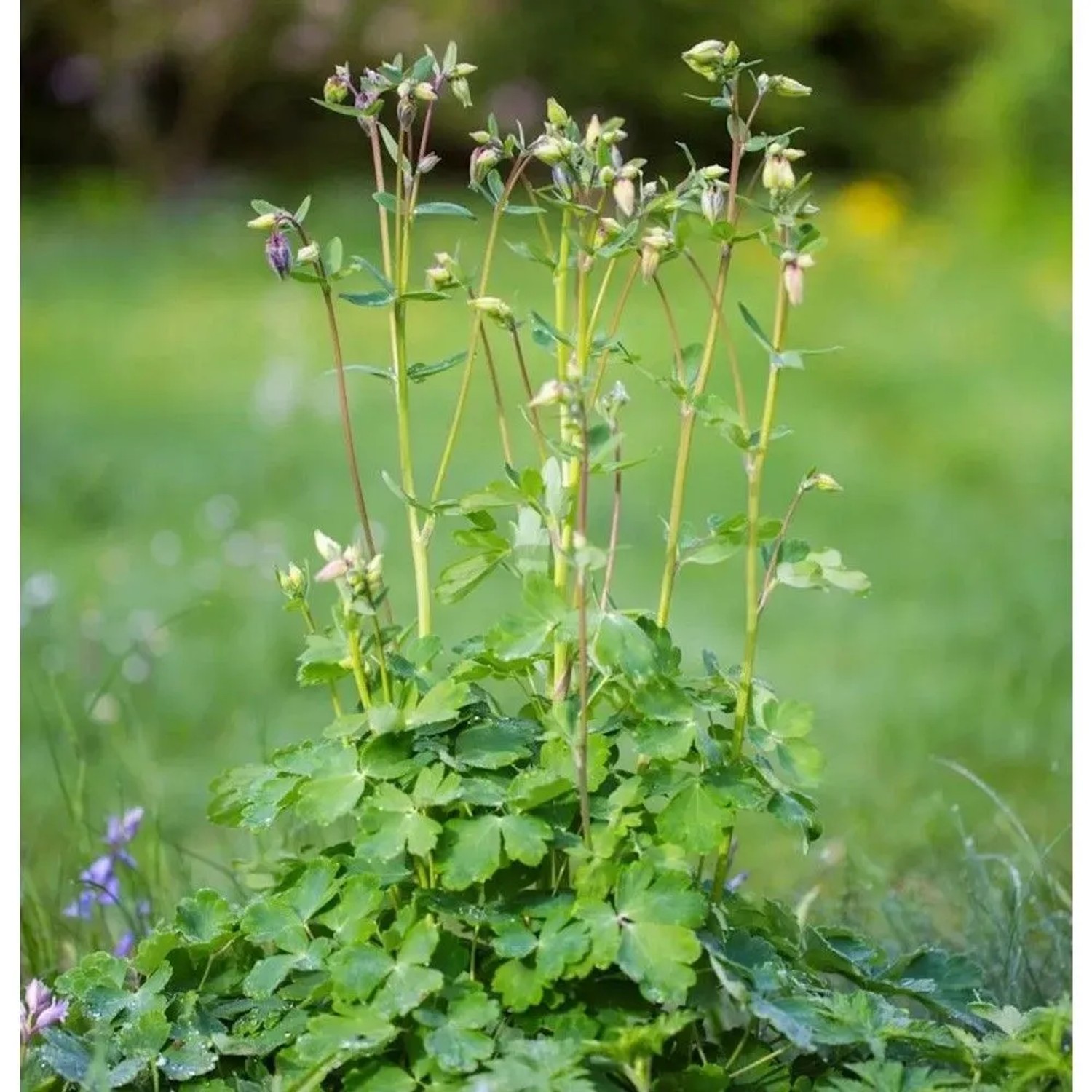 Akelei Green Apples - Aquilegia vulgaris
