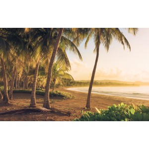 Komar Fototapete Vlies Golden Lands: Strand mit Palmen im goldenen Licht, 400x250 cm.