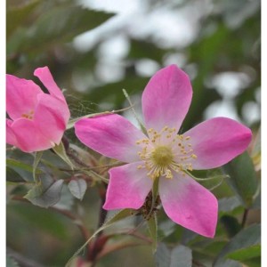 Blühende Hechtrose (Rosa glauca) mit rosa Blüten und bläulichen Blättern.